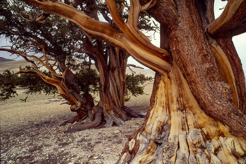 Artful Trees 3